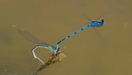 Pair with ovipositing female
2005_05_26_Floyd